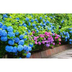 絵画風 壁紙ポスター (はがせるシール式) アジサイ 紫陽花 善峯寺 京都洛西のあじさいの名所 花 キャラクロ FAJS-010W2 (ワイド版 603mm×376mm) ＜日本製＞ ウォールステッカー お風呂ポスター