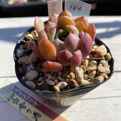 楽天市場 多肉植物 ルペストリス 抜き苗ａ imce.es