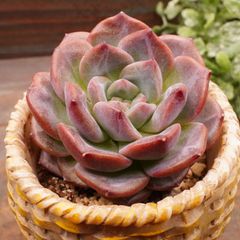 MA126	パンプキン	【イータニク】多肉植物　韓国苗　第四種郵便発送