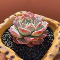 ペラルゴニウム ミラビレ(大株良型)枝振り枝密度最高、微発根