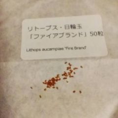 【種子50粒】リトープス・日輪玉「ファイアブランド」
