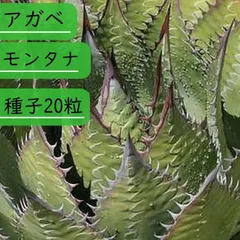 hide3様　鉢発送　寒冷地国内実生　アガベ　モンタナ　低重心　トランカータ④ アガベ・モンタナ 4号ロングポット | | アガベ（リュウゼツラン