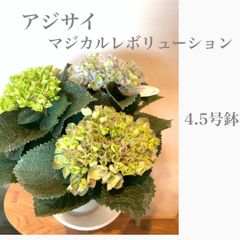 母の日　アジサイ　マジカルレボリューション　人気品種！ 紫陽花　鉢植え　苗　苗木