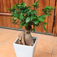 2025年最新】ガジュマル盆栽の人気アイテム - メルカリ