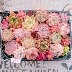多肉植物 寄せ植えset♡596