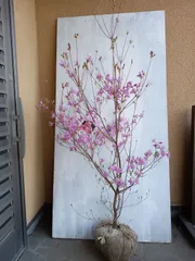 大型・極上逸品 株立】ミツバツツジ【茨城直接渡し可】T01