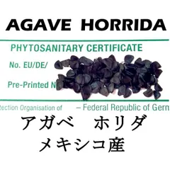 1月入荷 10粒+ アガベ ホリダ HORRIDA 種子 種 証明書ありのサムネイル