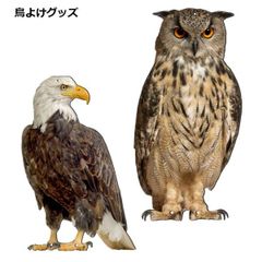 鳥よけ グッズ フクロウ 鷹 ふくろう とりよけ ベランダ 鳥 フン 対策 グッズ _cのサムネイル