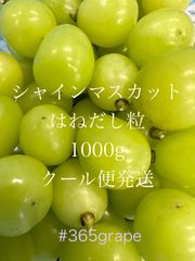 値下げ！ハウス栽培はねだし用 シャインマスカット500g