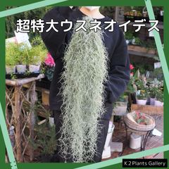 超特大サイズのスパニッシュモス（80cm）　ウスネオイデス　チランジア　エアプランツ　エアープランツ
