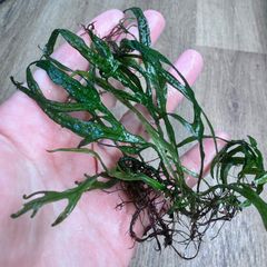 特大！ミクロソリウムsp.本ナロー活着ADA溶岩石!無農薬メルカリ便