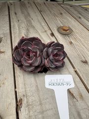 メリオダス　エケベリア　トロピカルガーデン　多肉植物