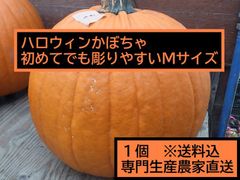ハロウィン ジャックオーランタン用かぼちゃ １個 Mサイズ3kg台 カボチャ専門農家農場直送