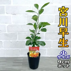 みかん苗木　小蜜柑　甘くてジューシー　実付き　常緑果樹　ポットごとメルカリ便発送 みかん苗木 小蜜柑 甘くてジューシー 実付き 常緑果樹 ポット