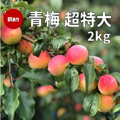 【青梅】訳あり　超特大　紀州南高梅　2㎏　※数に限りがございます。