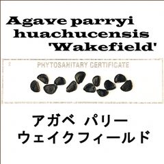 6月入荷 50粒+ パリー ホーチエンシス ウェイクフィールド 種子 種 証明書
