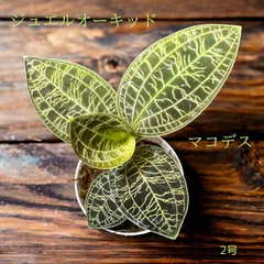 激レア　マコデス　リミィ　東カリマンタン　小苗　ジュエルオーキッド 激レア マコデス リミィ 東カリマンタン 小苗 ジュエルオーキッド