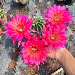 ユーフォルビア　トム　Euphorbia Cv tom 接ぎ降ろし　9頭　良型 ユーフォルビア トム Euphorbia Cv tom 接ぎ降ろし 9頭 良型