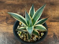 Agave Snow Glow/アガベ スノーグロー 美株 発根済み 送料込み