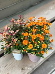 マム 苗 楽天市場】マム（ガーデニング・農業｜花・ガーデン・DIY）の通販