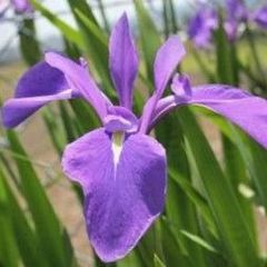 カキツバタ 苗 たぶん舞孔雀 - メルカリ