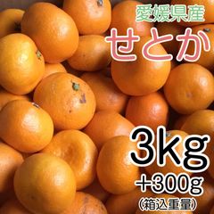 愛媛県産 せとか 3kg+300g補償分 1799円 訳あり家庭用 柑橘