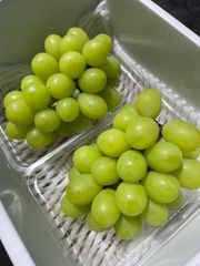 朝獲れ❗️送料無料❗️岡山県産　シャインマスカット　2パック