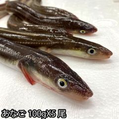 長崎産 朝〆 生 穴子 開き 約100gX5尾（冷蔵便） レシピ付き あなご アナゴ 煮穴子 白焼き 穴子丼 穴子天ぷら