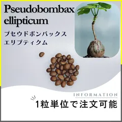 2025年最新】ボンバックスの人気アイテム - メルカリ