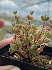 新入荷　多肉植物　ドロサンテマ   キラキラ　莱斯　抜き苗　１株
