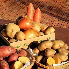 北海道 十勝産 選べる美味しい野菜セット Mセット 玉ねぎ 人参 じゃがいも セット販売 インカのめざめ レッドムーンプレゼント お土産 お歳暮 お中元 ギフト (Mセット 5.5kg)