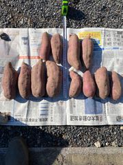 無農薬　さつまいも　紅はるか　5キロ入