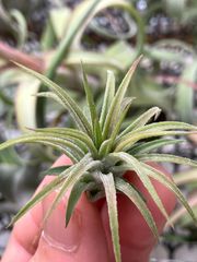 【ネコポス】チランジア イオナンタ 'ファイヤークラッカー' Tillandsia ionantha 'Firecracker' キンクマ農園☆T0091