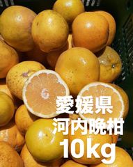 愛媛県産　低農薬　宇和ゴールド　河内晩柑　柑橘　10kg