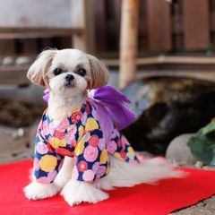 犬と生活　浴衣Girl's