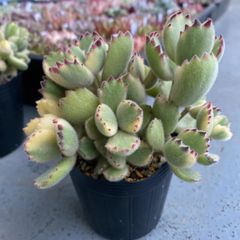 多肉植物 カット苗 コチレドン 熊童子錦 大苗 発根済
