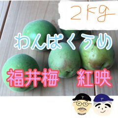 3セット〉沖縄県産ブラックサポテ約900g他いろいろB品 計約2kg