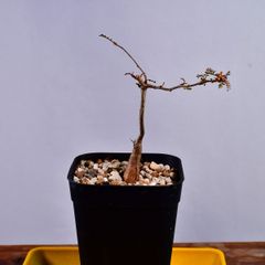 3Q6 実生 オペルクリカリア・デカリー Operculicarya decaryi コーデックス 塊根植物 プレステラ90 オペルクリカリアデカリー