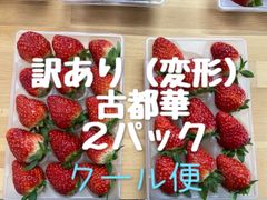 訳あり　古都華　２パック　変形　いちご　苺　イチゴ　奈良県　橋本農園