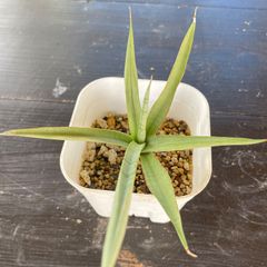 専用【極斑】フィロデンドロン セローム トリカラー ミント斑入り