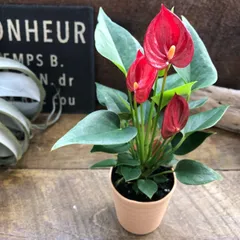 2025年最新】レアアンスリウムの人気アイテム - メルカリ