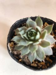 多肉植物　センペルビイム