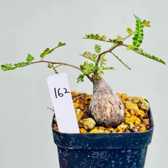 オペルクリカリア　パキプス　3株セット　パワータンクあり オペルクリカリアパキプス パキプス 根差し 根挿し パワータンク