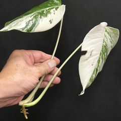【安心な発根済み、頂芽あり】モンステラ  ホワイトタイガー  ハーフムーン  #683  /  斑入り  観葉植物