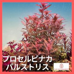 ADA BIO水草の森 プロセルピナカ・パルストリス　5本