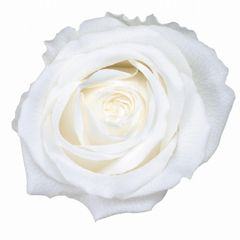 Item thumbnail for item 94962a5f-1bed-4a87-886f-2893c39e663f