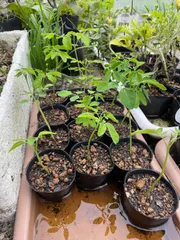 モリンガ苗2株種5粒