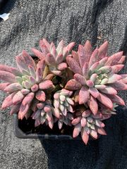 人気商品【24鉢の土鉢付きセット】花団錦！ 多肉植物 佐川急便