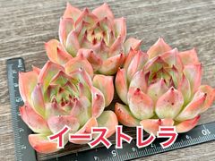 ピンクルビー錦　ニ苗 ✽ピンクルビー錦《大苗&小苗》 親子苗•*¨*•.¸¸❀*・ﾟ