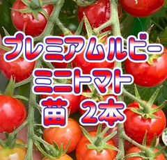 固定種 ステラミニトマト2苗（無農薬） - メルカリ